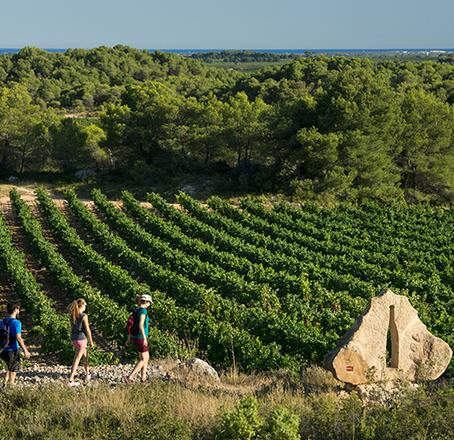 Hiking in the heart of the vineyard