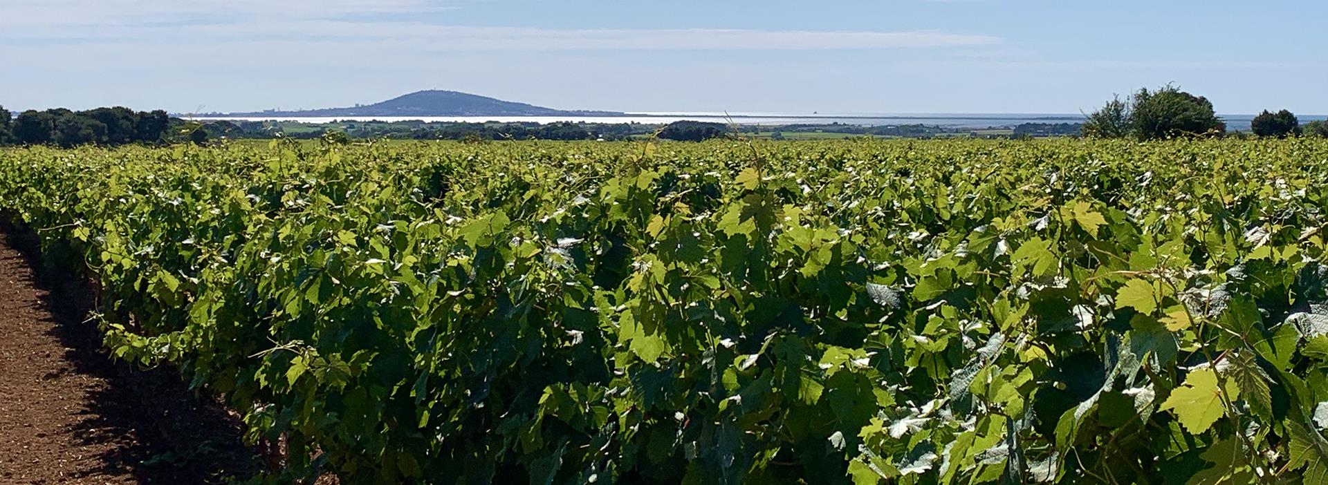 Le camping les Amandiers est situé à proximité de Pézenas